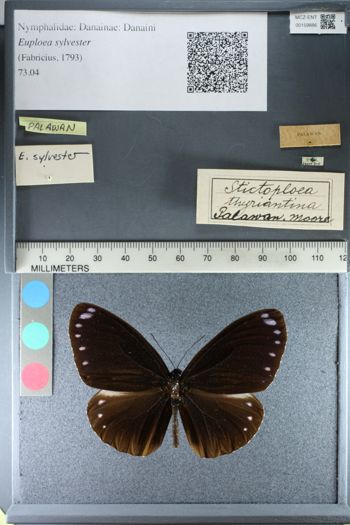 Media type: image;   Entomology 159886